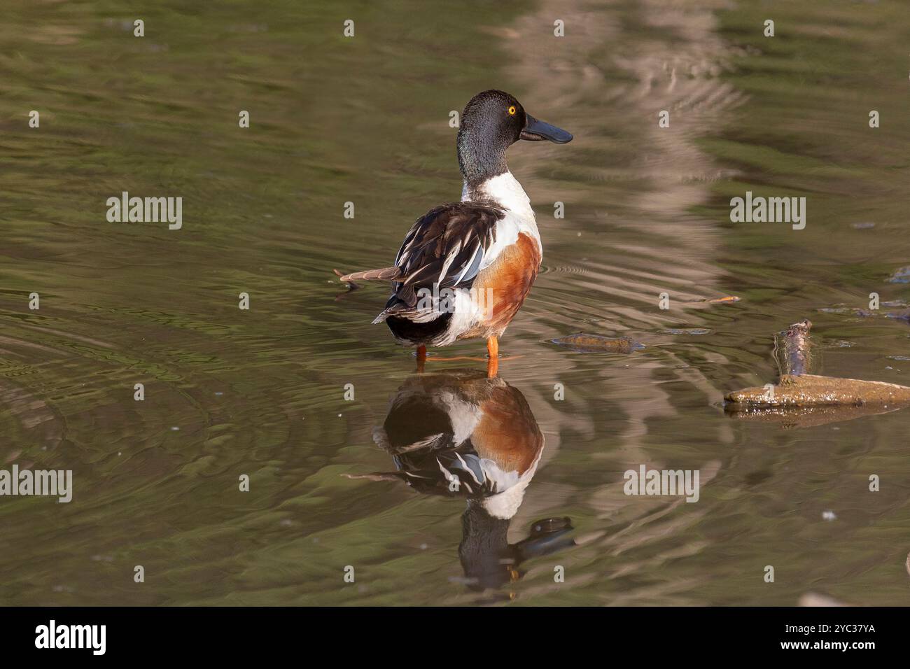 Eine Nahaufnahme eines männlichen Nordschaufels, der durch das Wasser schwimmt Stockfoto