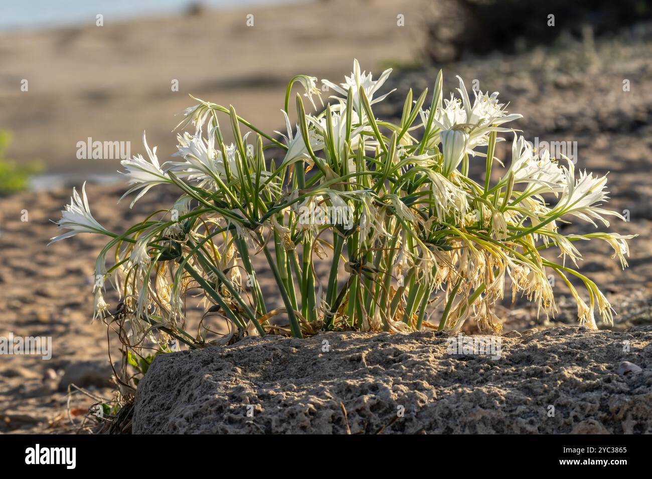 Meeresnarzissen, Meer pancratium Lily (pancratium maritimum) طيطان بحري an der mittelmeerküste, israel im September Stockfoto