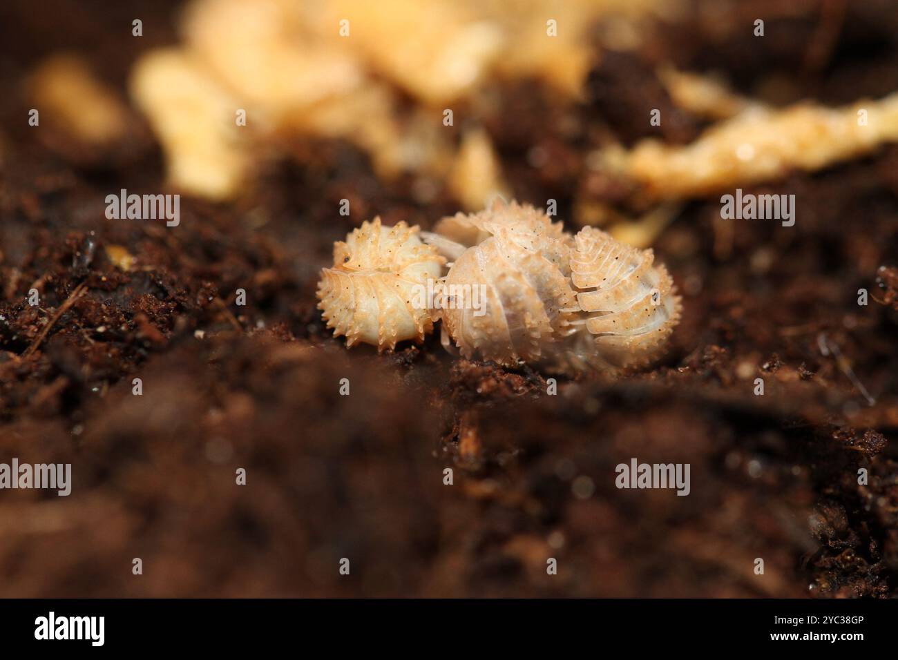 Isomopoden, Holzlappen-Pillen-Käfer, Cristarmadillidium muricatum Stockfoto