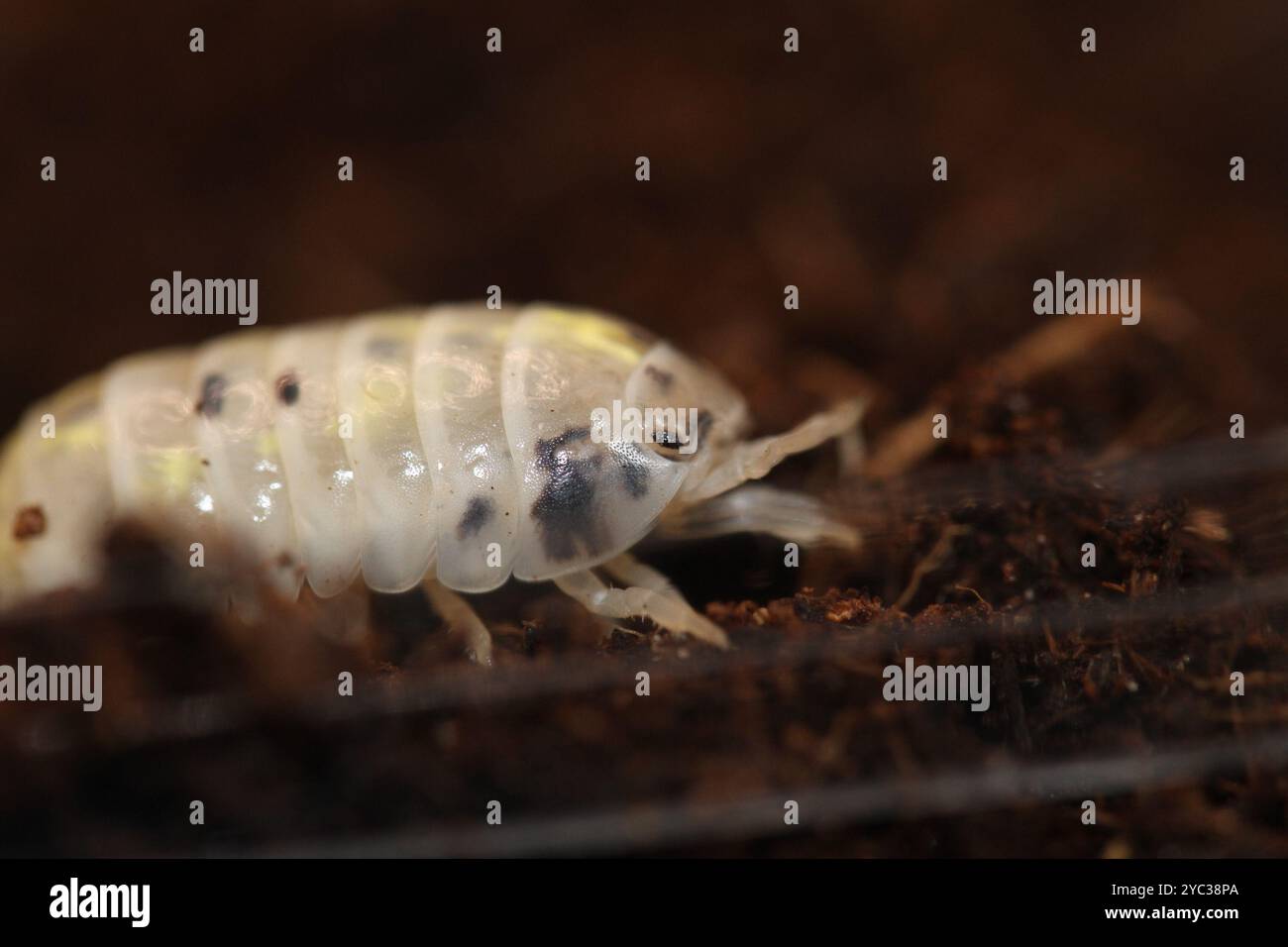 Isomopoden Holzlappen-Pillen-Käfer Armadillidium vulgare-Zaubertrank Stockfoto