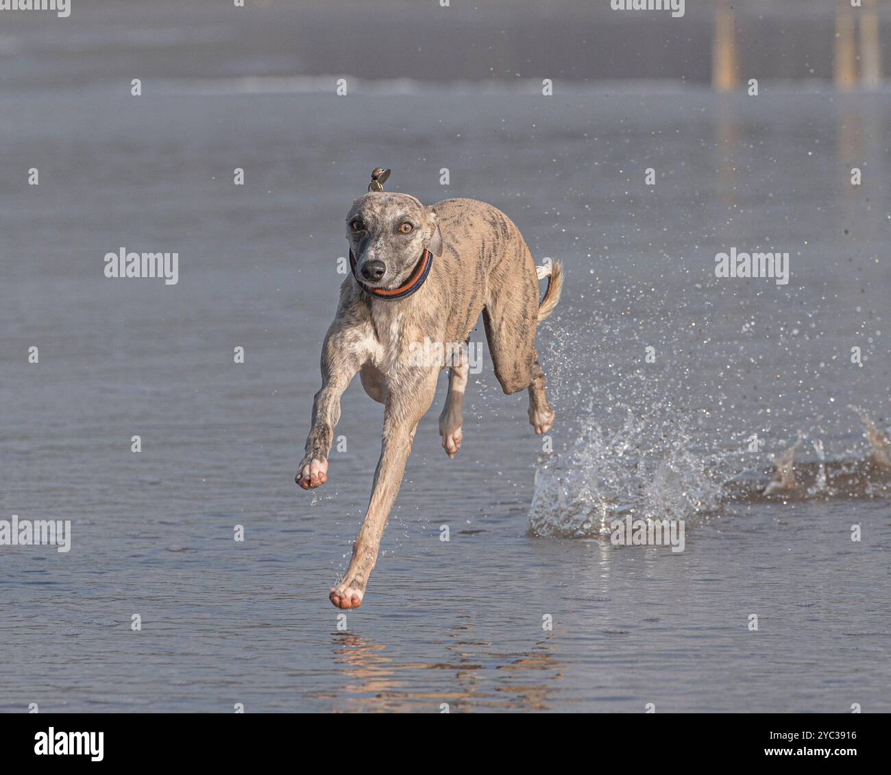 whippet läuft am Strand im flachen Wasser Stockfoto