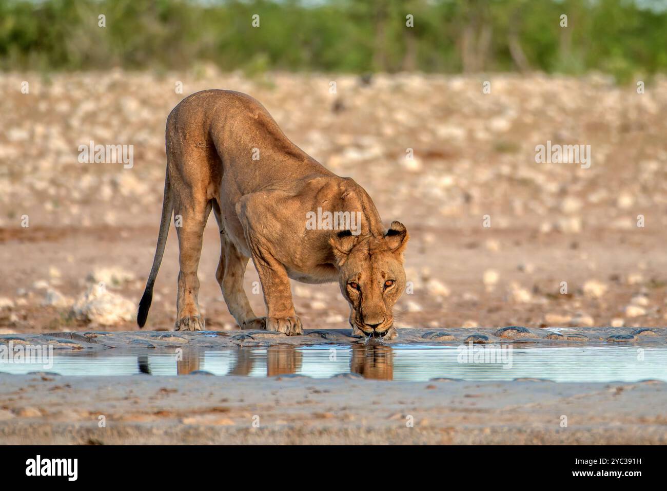 Löwens Trinkwasser fotografiert im Etosha Nationalpark Namibia, Afrika, Stockfoto