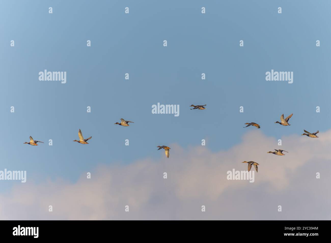 Eine Herde von Mallard (Anas platyrhynchos) بركة (طائر) im Flug. Fotografiert in Israel, im September Stockfoto