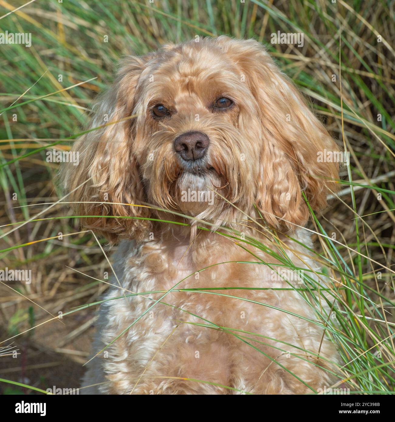 Kakapoo im langen Gras Stockfoto