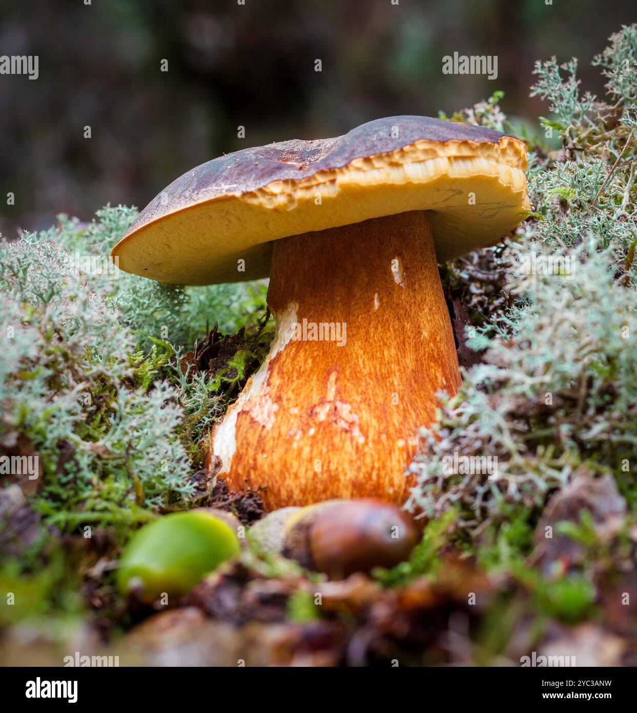 Bolete Pilz mit Flechten und Eicheln Stockfoto