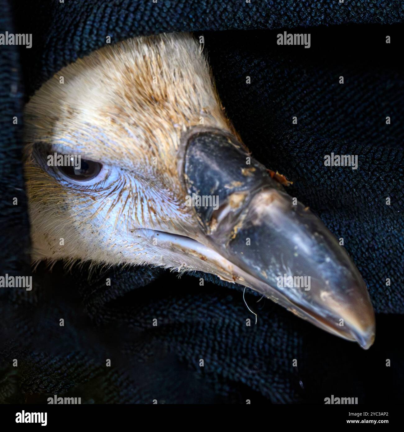 Nahaufnahme von Kopf, Auge und Schnabel eines Eurasischen Gänsegeiers (Gyps fulvus) نسر أسمر, fotografiert im September in Israel Stockfoto