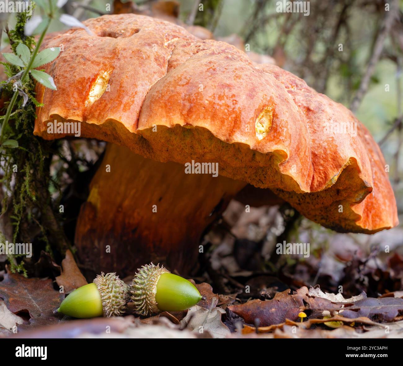 Bolete Pilze und Eicheln Stockfoto