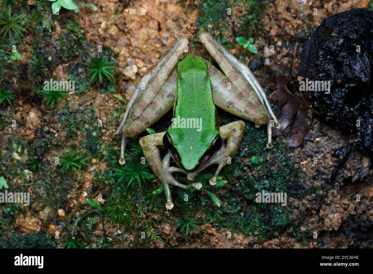 Giftiger Steinfrosch (Odorrana hosii) auf moosiger Felsoberfläche. Stockfoto