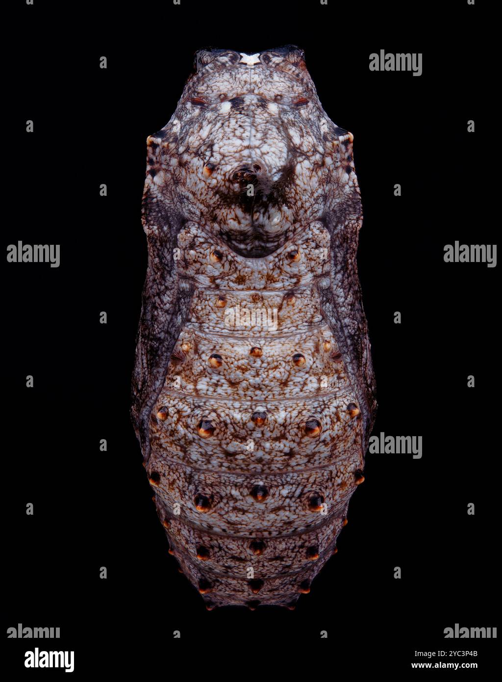 Hakenflügelauge Schmetterlingspuppe Stockfoto