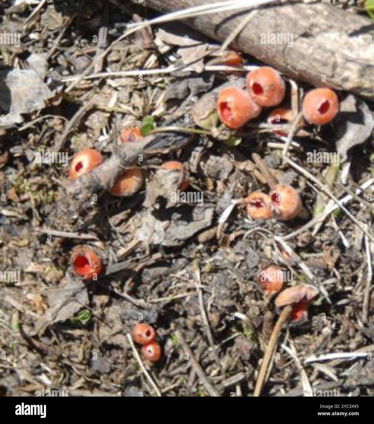 Pilze aus dem Stielfeuer (Geopyxis carbonaria) Stockfoto