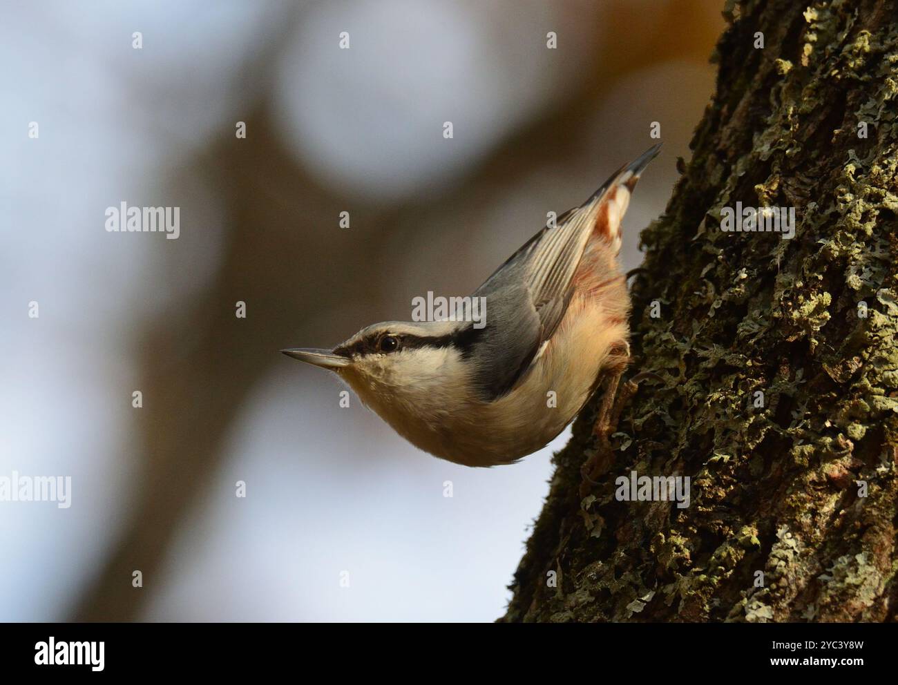 Nuthatch vor dem Abheben Stockfoto