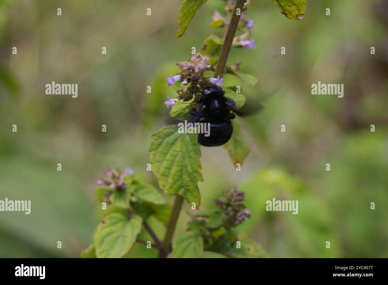 Galápagos Zimmermannsbiene (Xylocopa darwini) Insecta Stockfoto