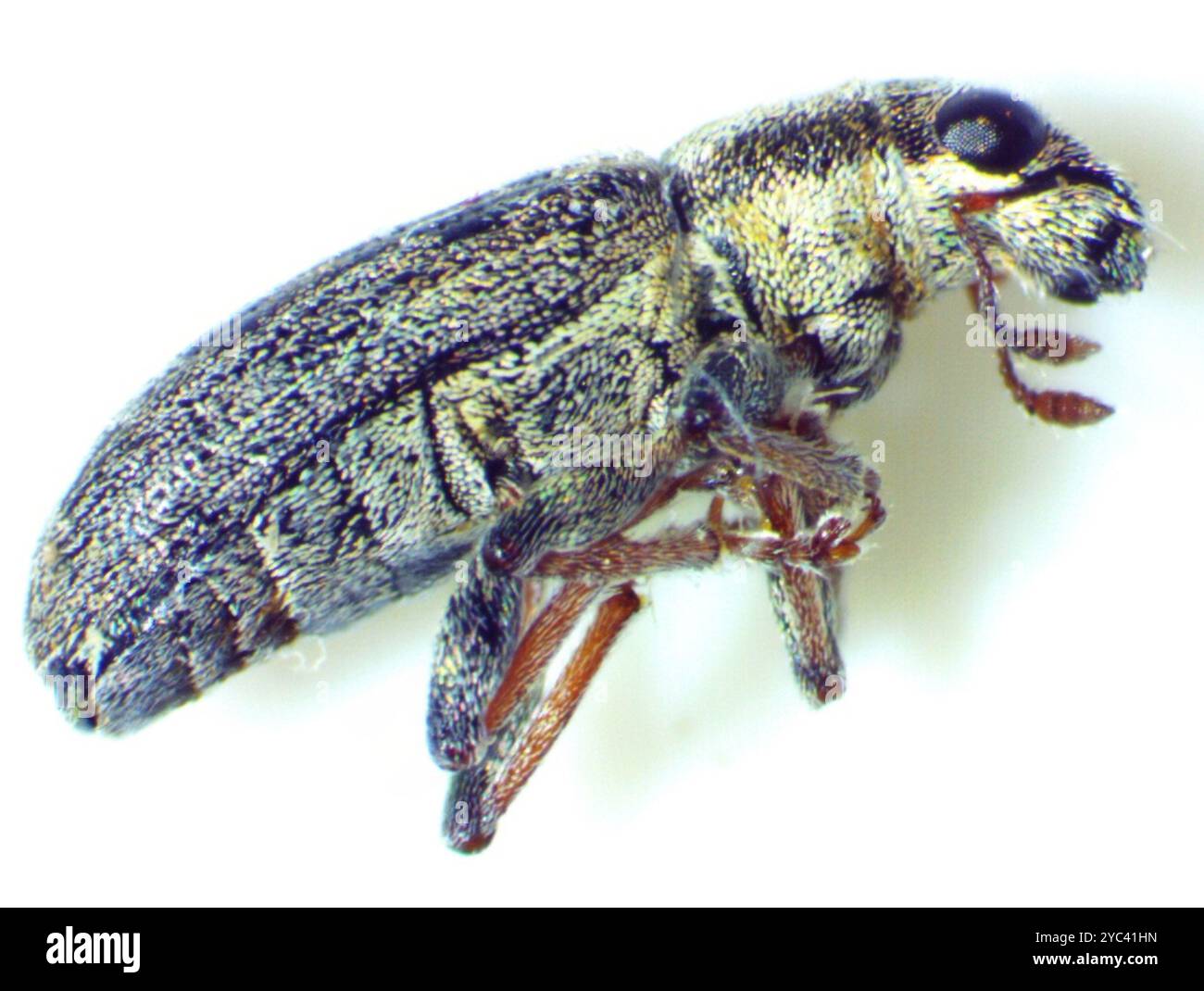 Pea Weevil (Sitona lineatus) Insecta Stockfoto