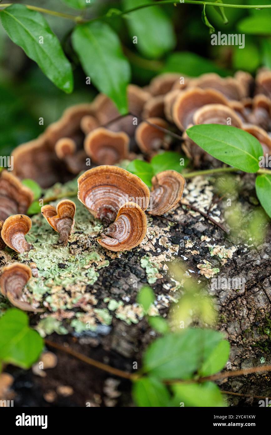 Truthahn Schwanz Pilz wächst in einem Virginia Wald Stockfoto