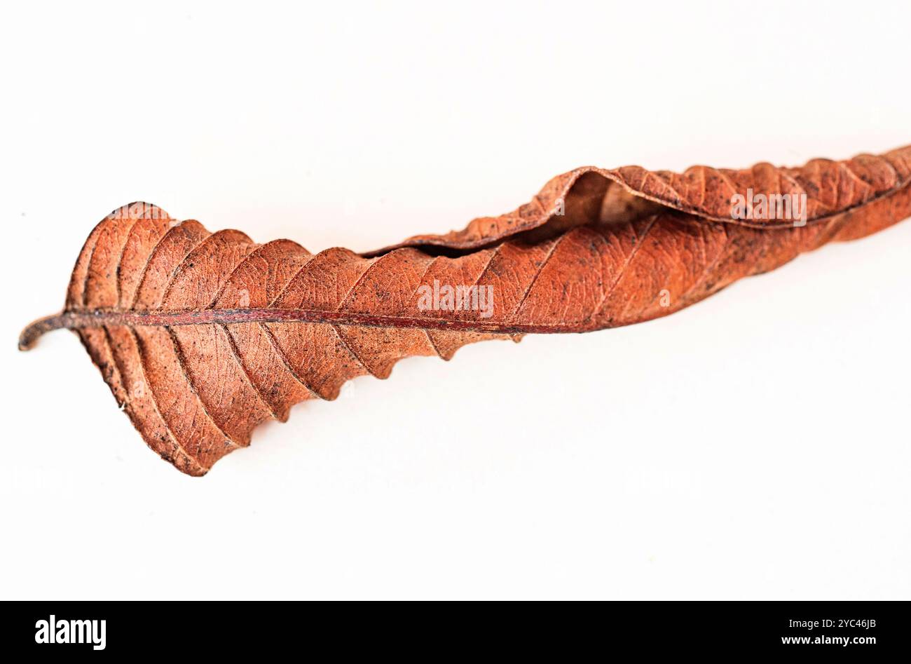 Details, Kurven, Muster und Textur der Guave-Blätter. Stockfoto