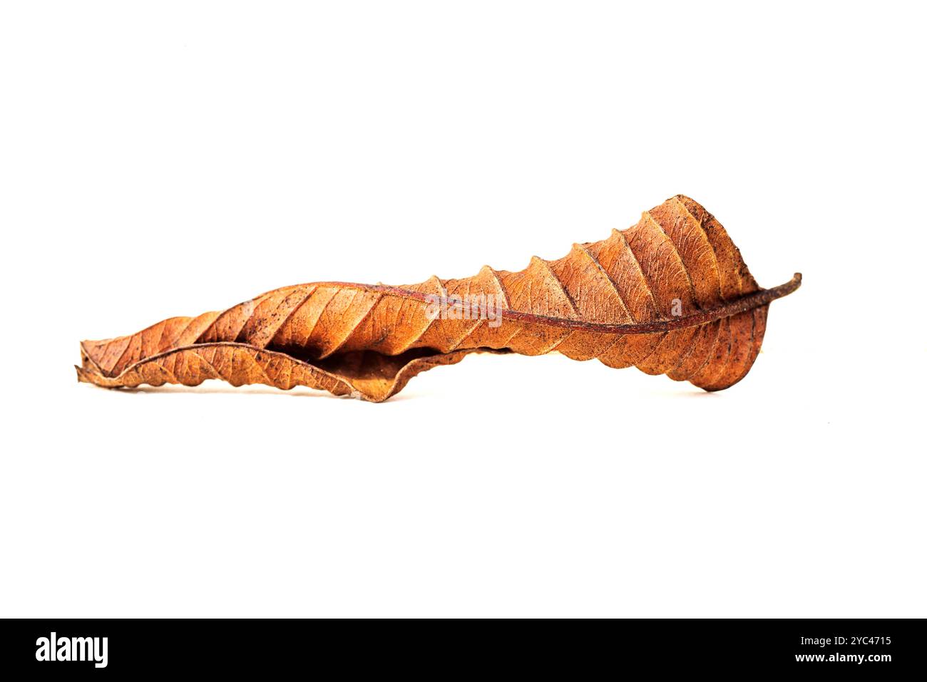 Details, Kurven, Muster und Textur der Guave-Blätter. Stockfoto