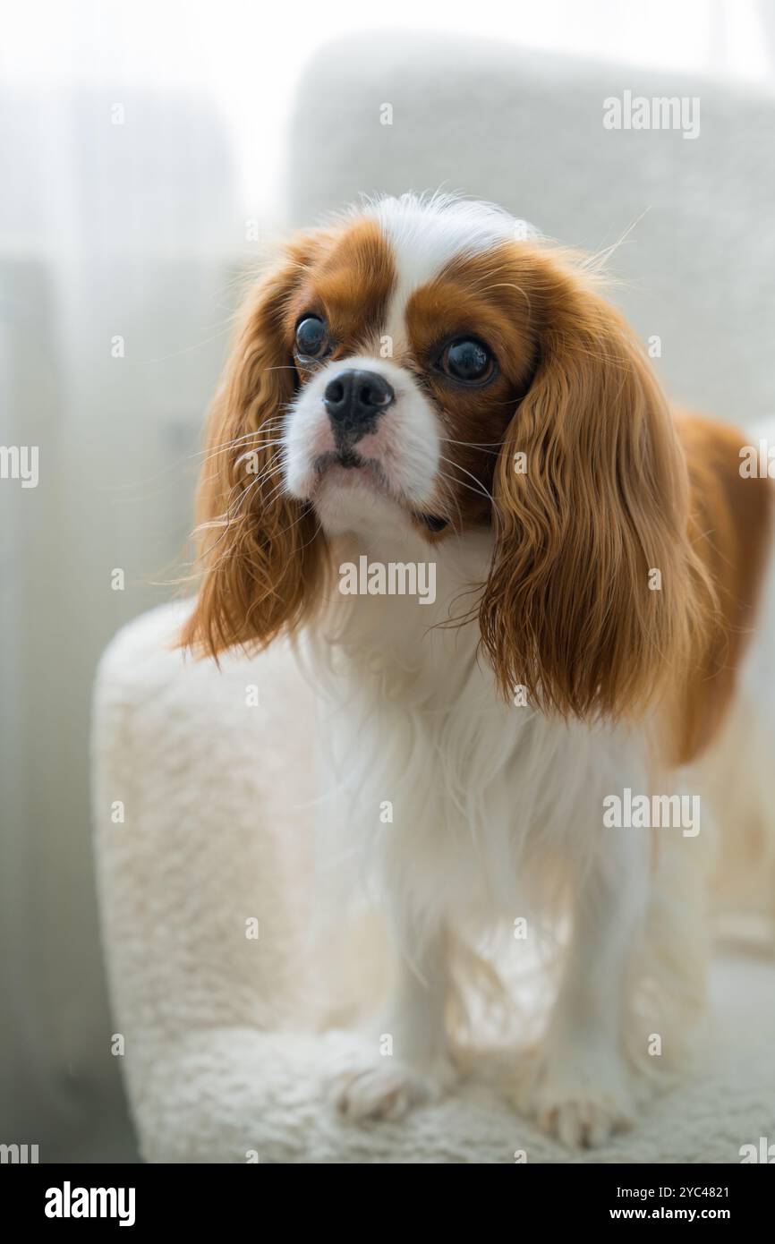 Der Hund Cavalier King Charles Spaniel sitzt auf dem weißen Stuhl. Das seidige Haar des Hündchens hebt sich vor dem Hintergrund heller Möbel ab. Tierpflege Stockfoto