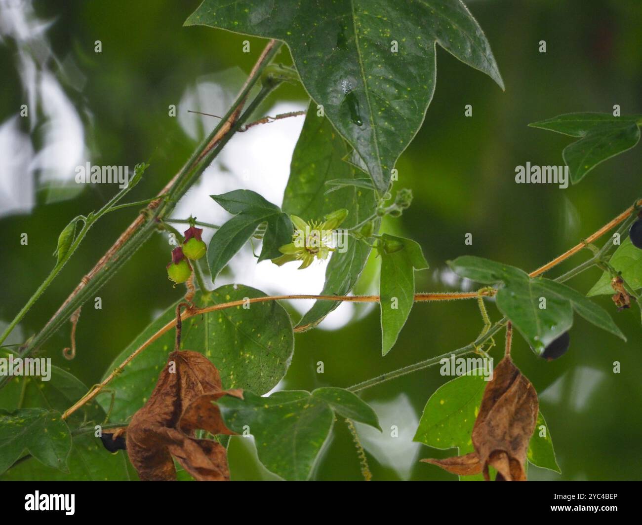 Corkystem Passionsblume (Passiflora suberosa) Plantae Stockfoto