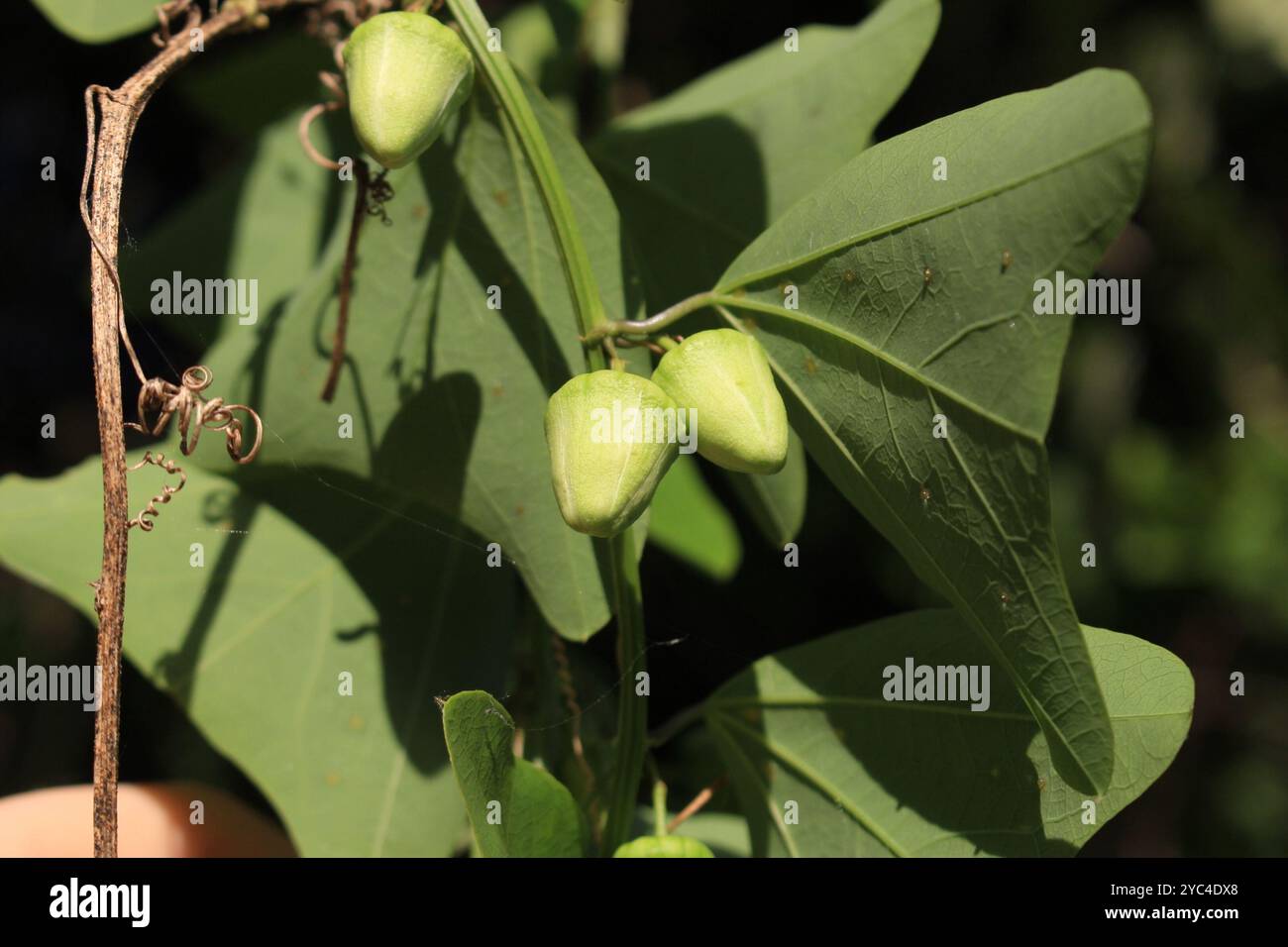 Doppelblume Passionsblume (Passiflora biflora) Plantae Stockfoto
