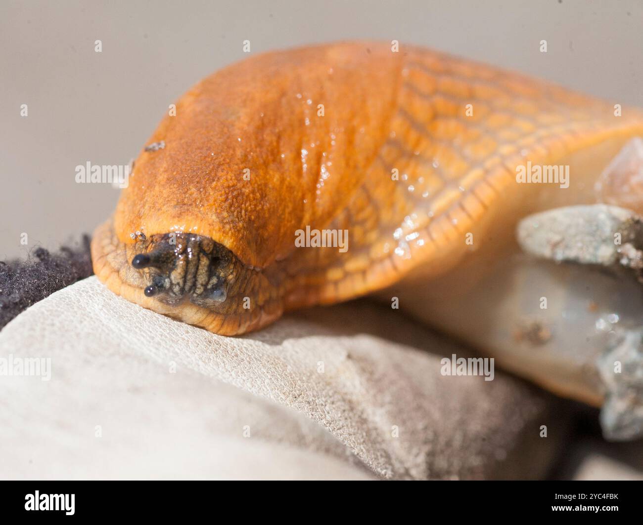 SPANISCHE SCHNECKE Arion vulgaris Killer Schnecke Stockfoto