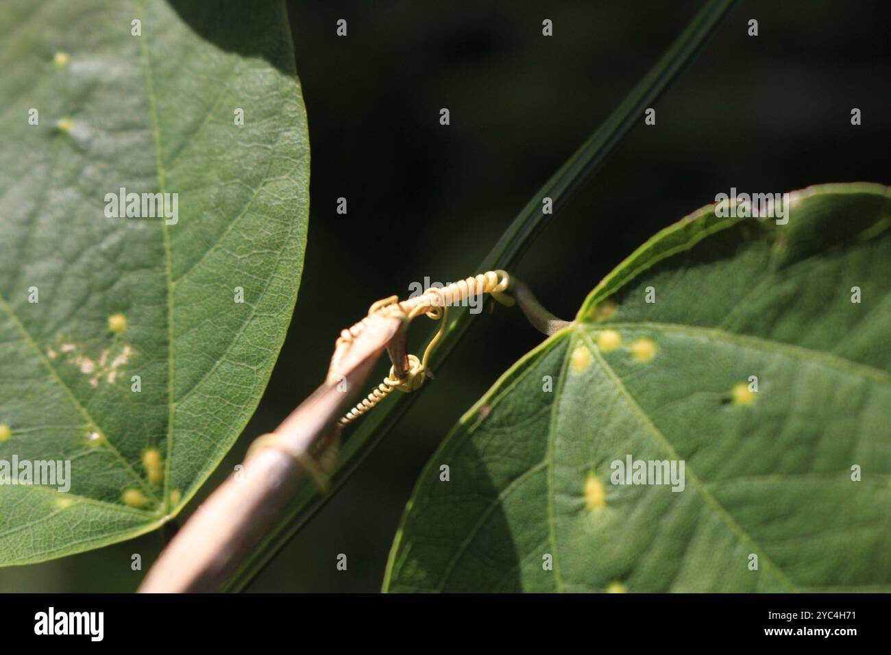 Doppelblume Passionsblume (Passiflora biflora) Plantae Stockfoto
