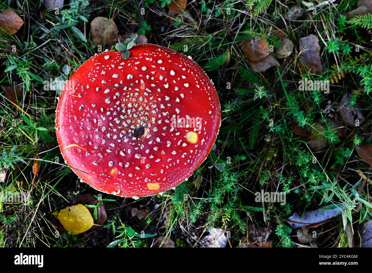 Dieses lebhafte Foto zeigt einen auffälligen roten Pilz von oben nach unten, wahrscheinlich ein Fliegenpilz (Amanita muscaria), der sich inmitten von grünem Laub und befindet Stockfoto