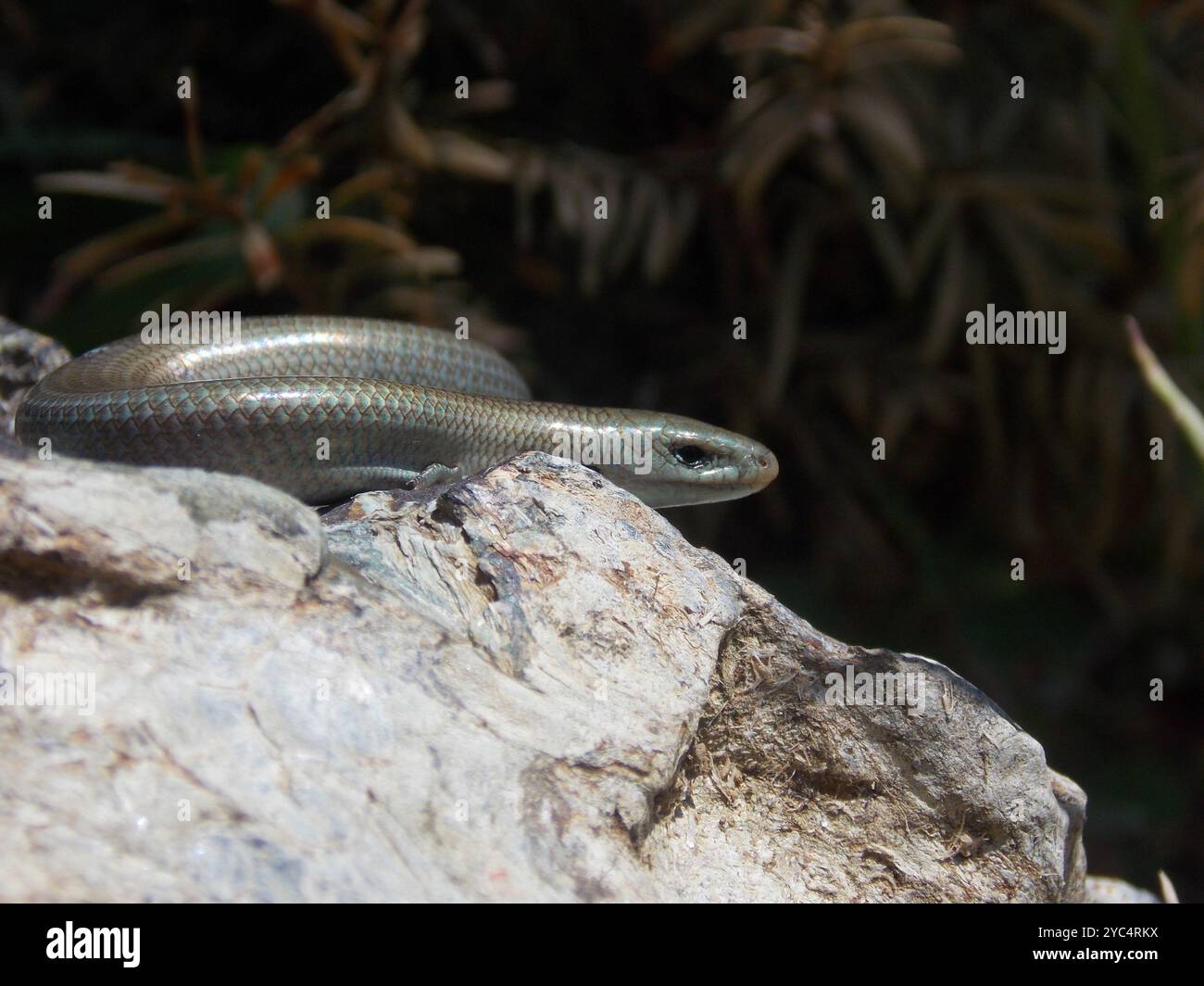 Italienischer Dreizehenschwanz (Chalcide Chalcide Chalcide) Reptilia Stockfoto