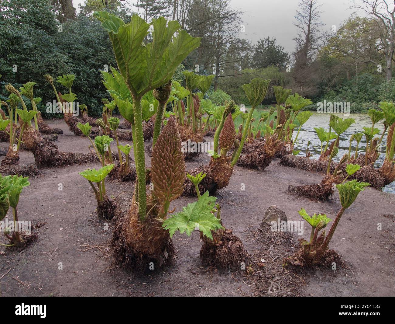 Eine gut fokussierte Nahaufnahme dieser beeindruckenden Pflanze, bekannt als brasilianischer Rhabarber, Riesenrhabarber oder Gunnera manicata. Er wurde im Tatton Park in Cheshire angebaut. Stockfoto