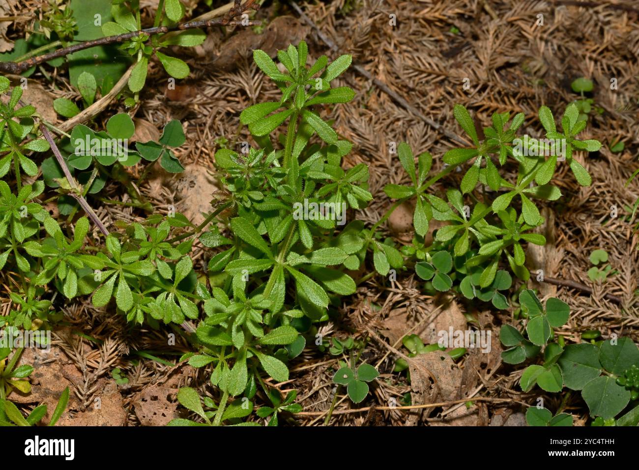 Selbstgesäte Cleavers, Galium-Aparine, die wild wachsen und sich über Blattstreu ausbreiten. Gut fokussiert mit Haken an den Blättern und Stämmen, die deutlich abgebildet sind. Stockfoto