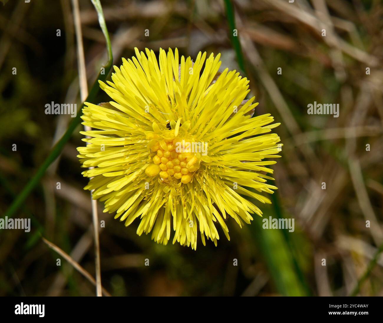 Eine einzige Coltsfoot-Blume, Tussilago farfara, fast vollständig geöffnet, vor einem natürlichen Hintergrund. Hellgelb, Nahaufnahme und sehr gut fokussiert. Stockfoto