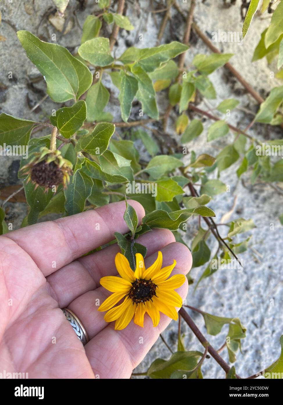Ostküste Dune Sunflower (Helianthus debilis debilis) Plantae Stockfoto