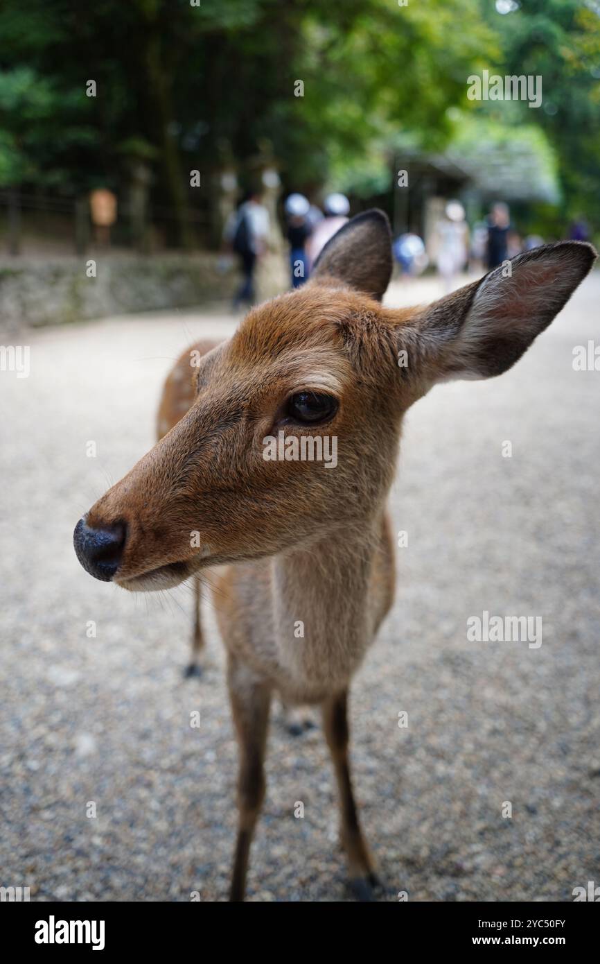 Hirsch im Nara Park, Japan. Nara ist eines der beliebtesten Reiseziele Japans Stockfoto