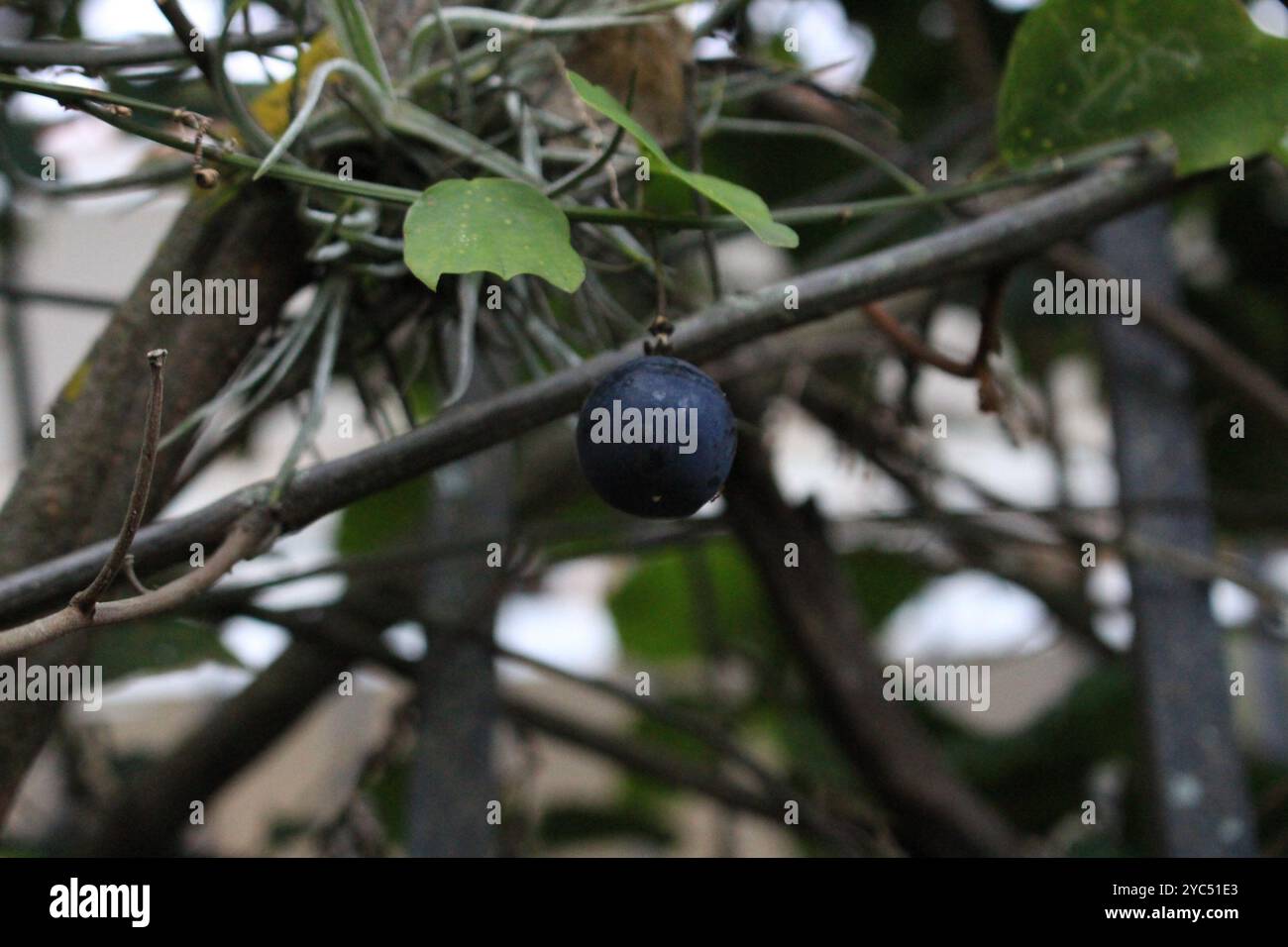 Doppelblume Passionsblume (Passiflora biflora) Plantae Stockfoto