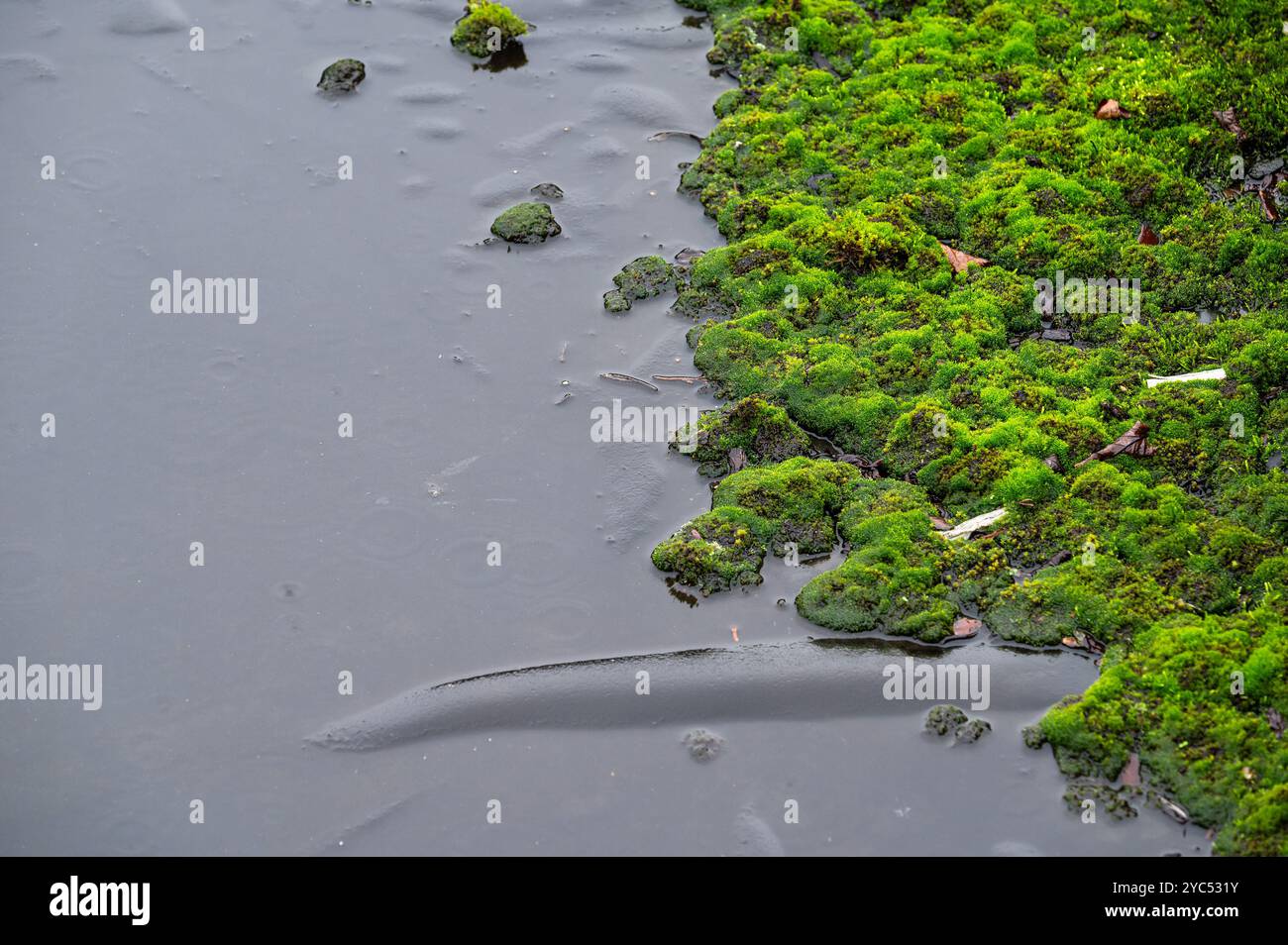 Überflutete Dachfläche mit grünen Moosen, die in Brüssel, Belgien, wachsen Stockfoto