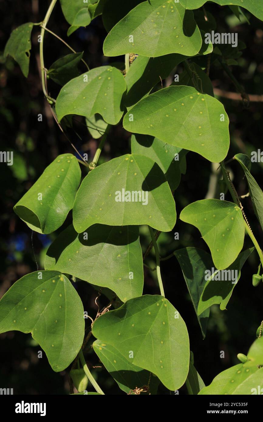 Doppelblume Passionsblume (Passiflora biflora) Plantae Stockfoto