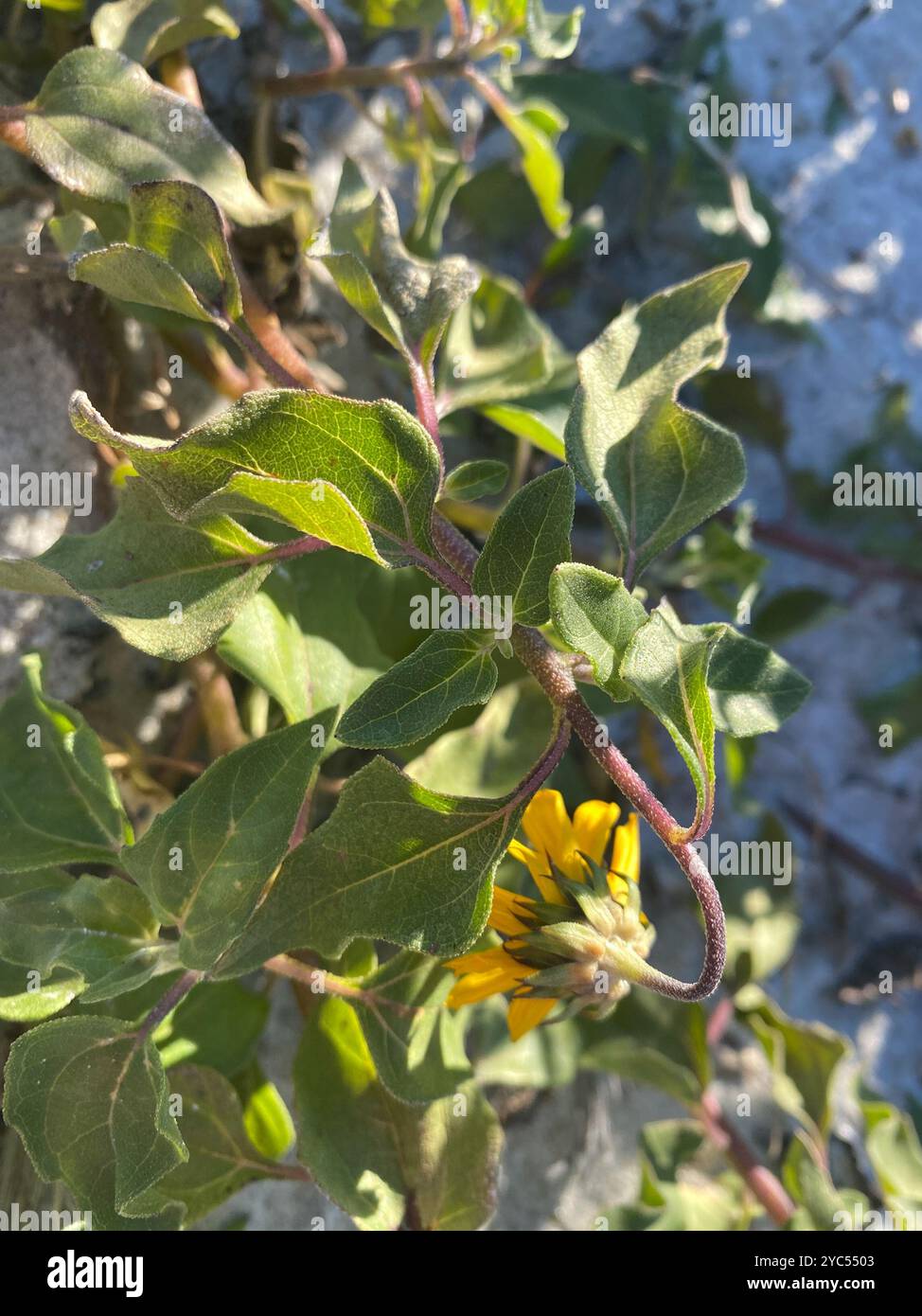 Ostküste Dune Sunflower (Helianthus debilis debilis) Plantae Stockfoto