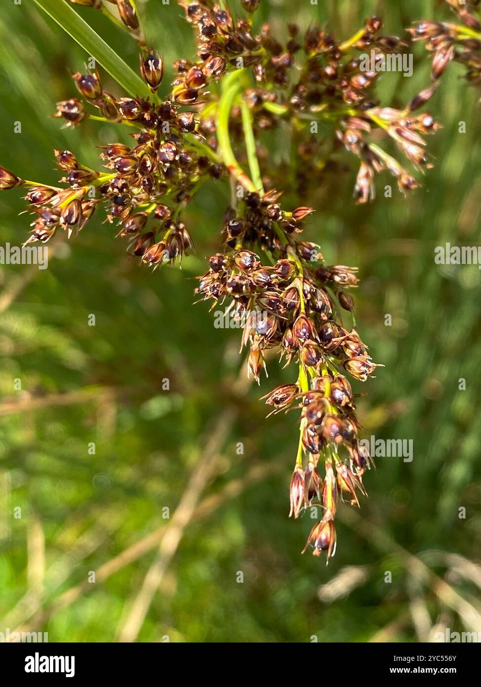 Hard Rush (Juncus inflexus) Plantae Stockfoto