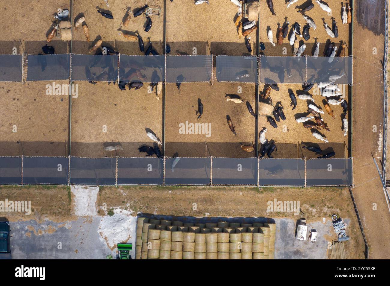 Kommerzielle Viehhaltung mit Fleischkühen im ländlichen Florida. Viehfütterung auf Futterplatz in den USA. Stockfoto