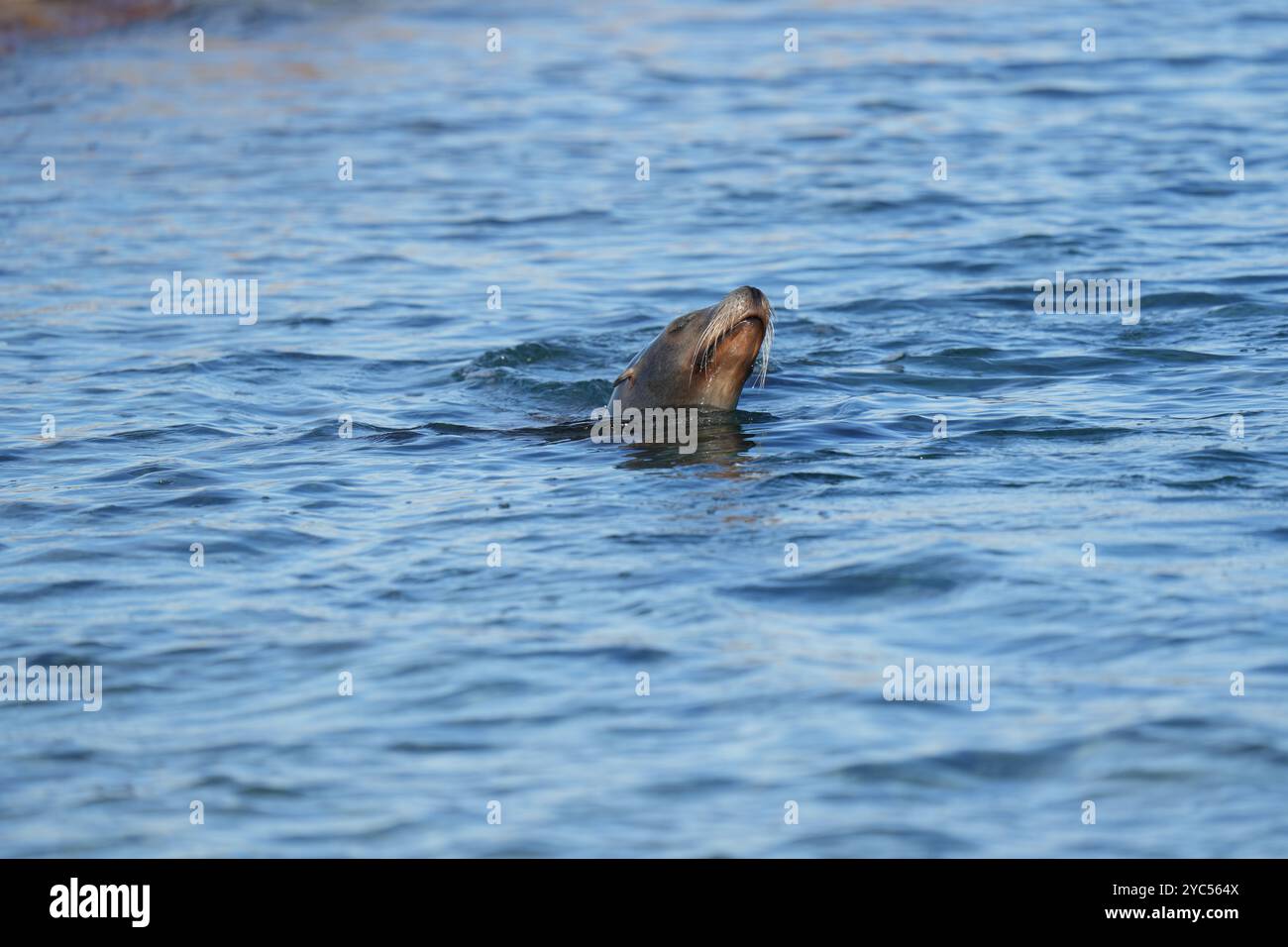 Kalifornischer Seelöwe Stockfoto
