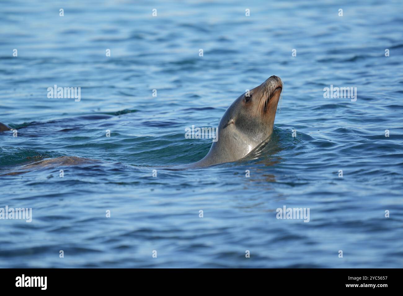Kalifornischer Seelöwe Stockfoto