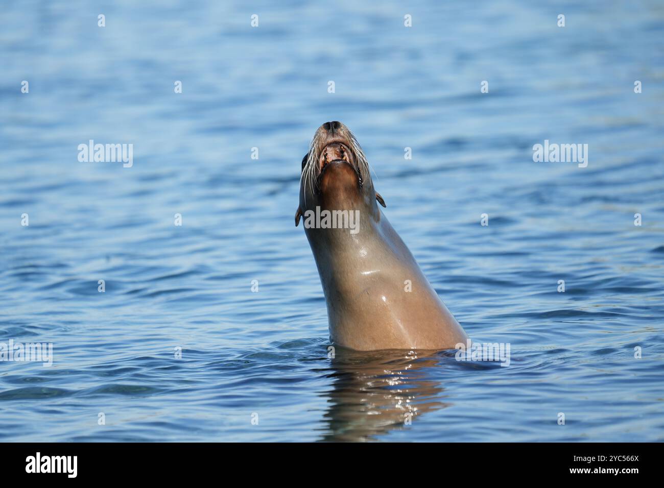 Kalifornischer Seelöwe Stockfoto