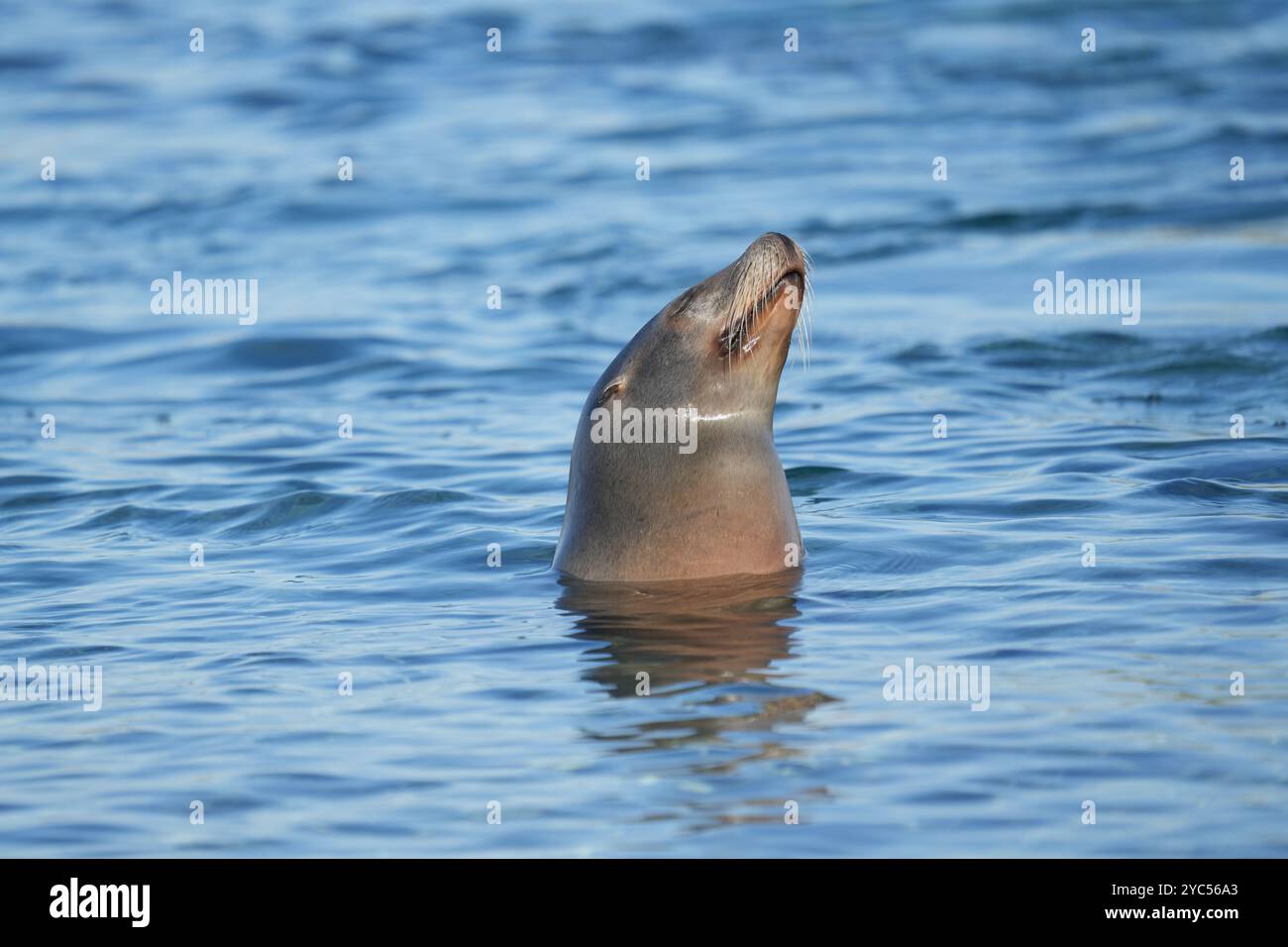 Kalifornischer Seelöwe Stockfoto