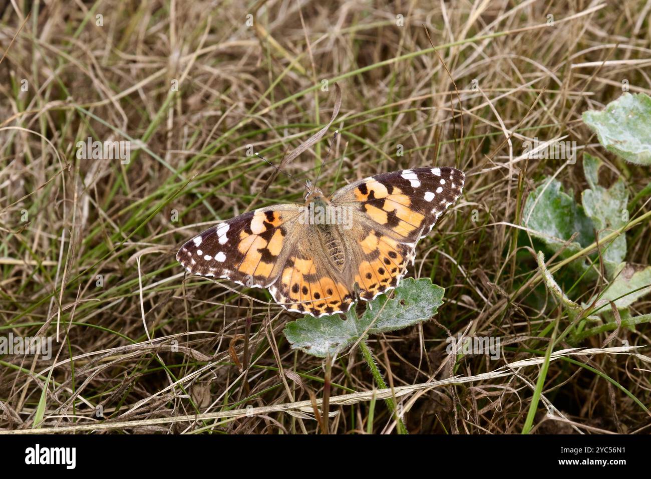 Malerin Schmetterling - Vanessa Cardui Stockfoto