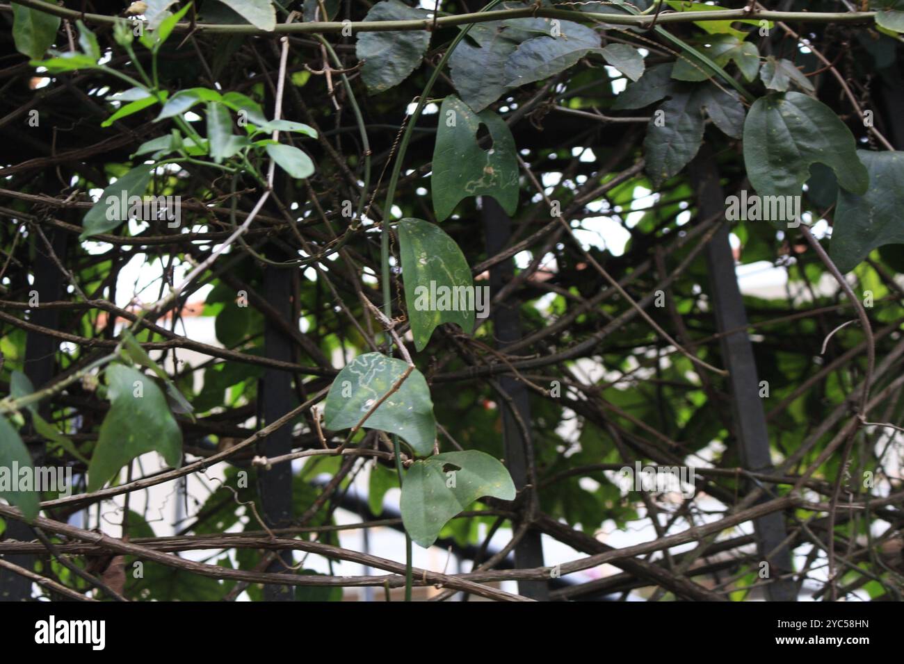 Doppelblume Passionsblume (Passiflora biflora) Plantae Stockfoto