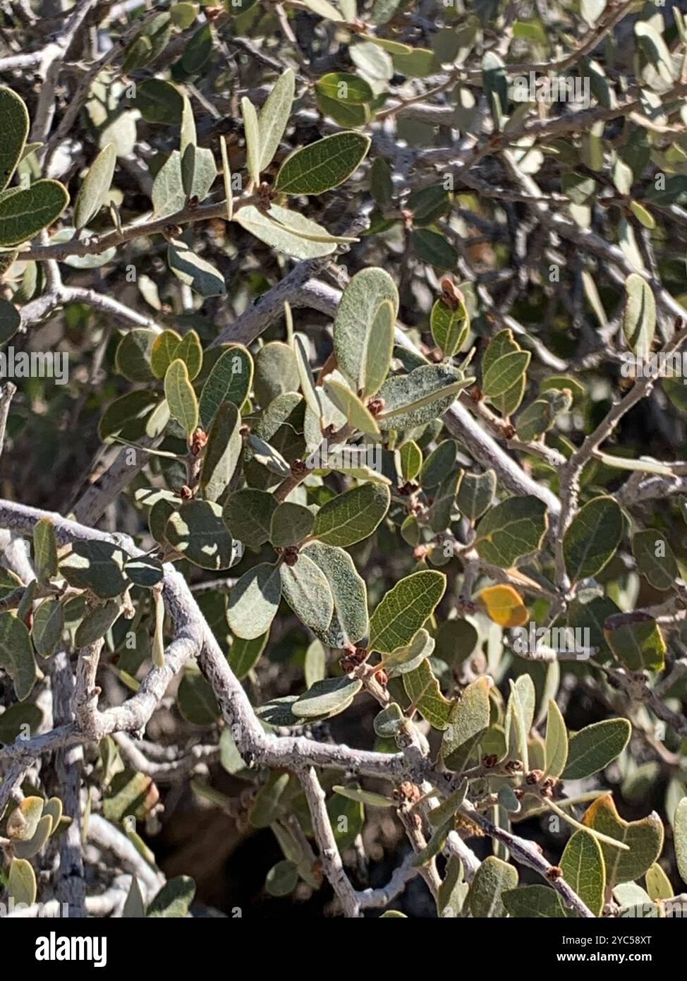 Müllereiche (Quercus cornelius-mulleri) Plantae Stockfoto