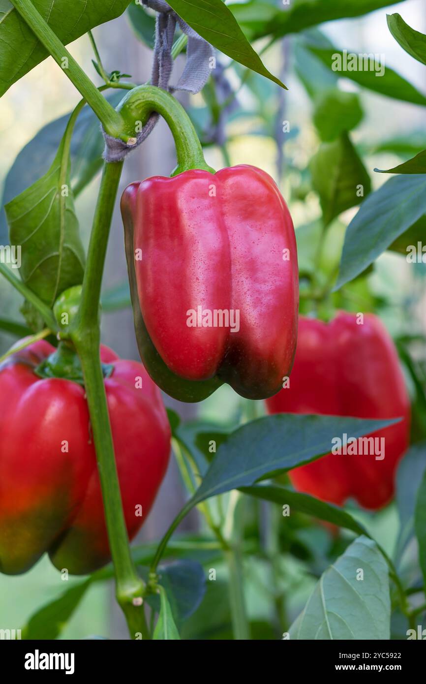 Paprika oder Paprika (auch bekannt als süßer Pfeffer, Paprika, Paprika) ist die Frucht von Pflanzen der Grossum-Gruppe der Art Capsicum annuum Stockfoto