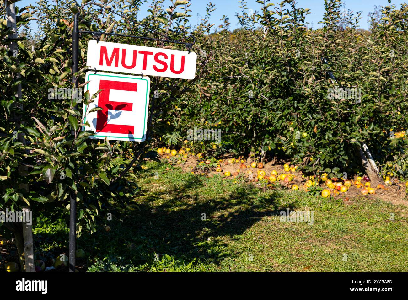 Mutsu-Äpfel auf einem Apfelbaum im Apfelgarten. Ontario Kanada. Stockfoto
