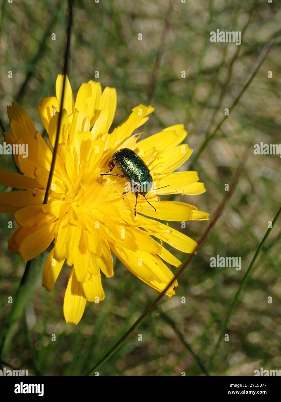 (Cryptocephalus sericeus) Insecta Stockfoto