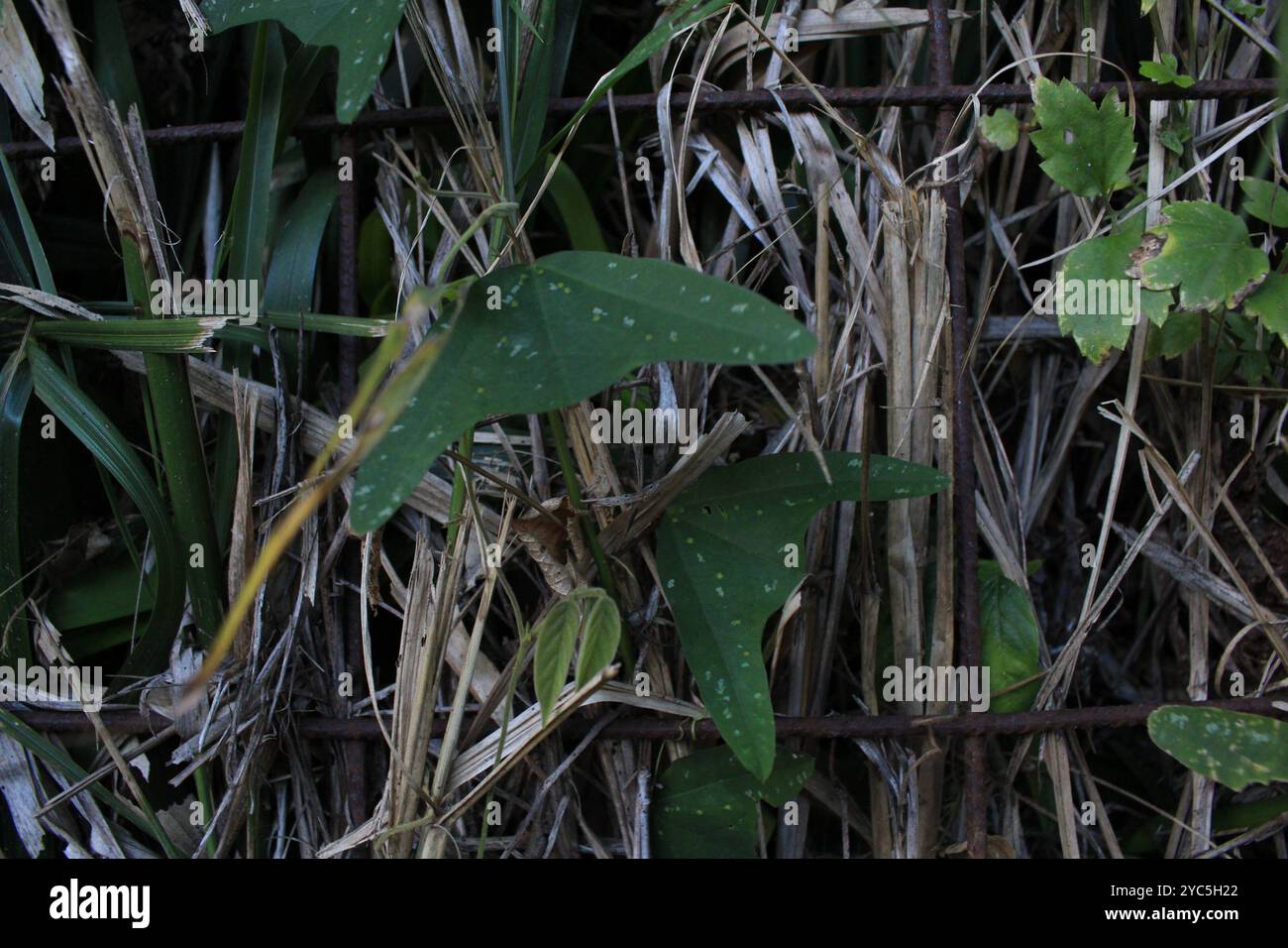 Doppelblume Passionsblume (Passiflora biflora) Plantae Stockfoto
