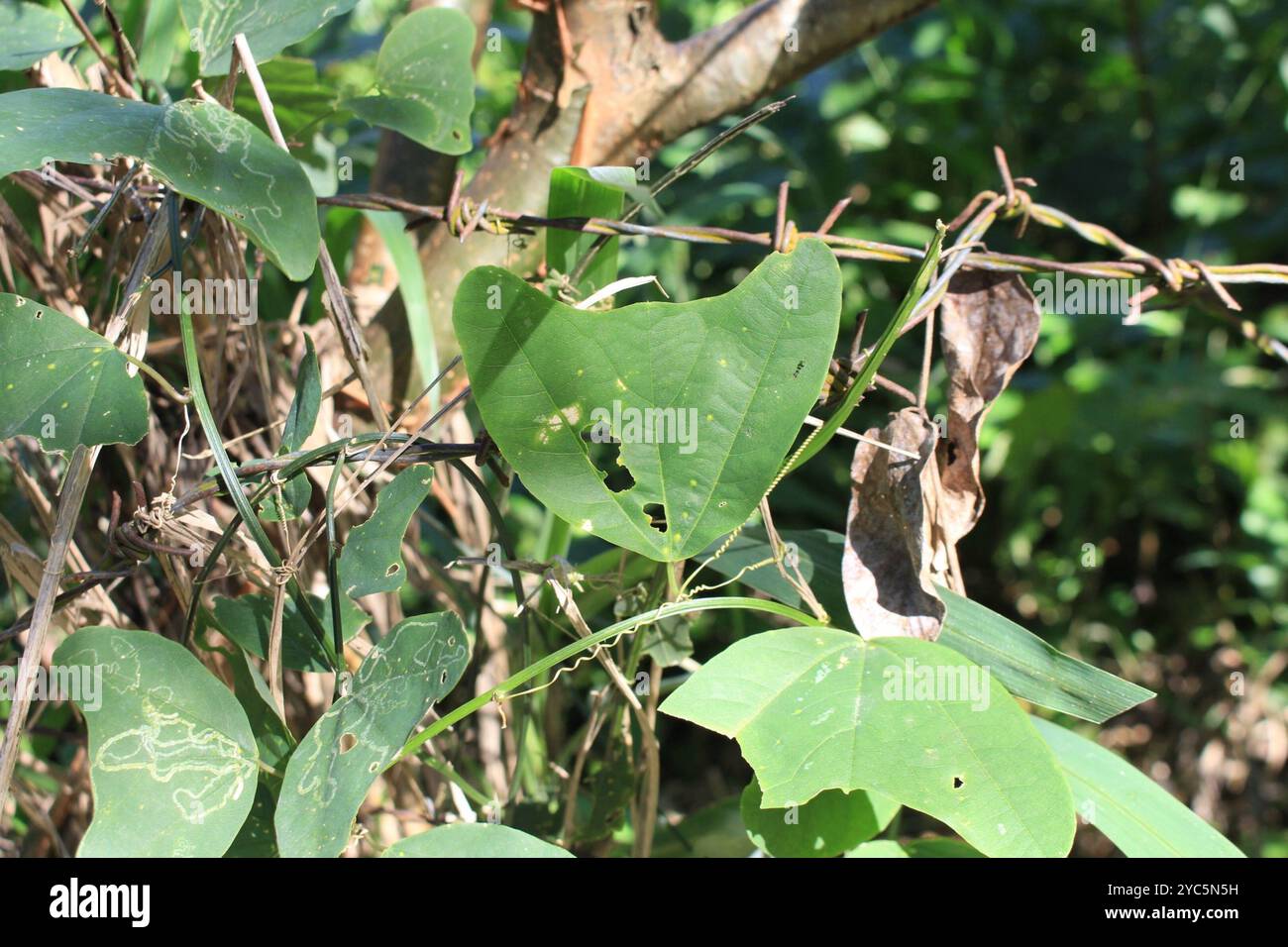 Doppelblume Passionsblume (Passiflora biflora) Plantae Stockfoto